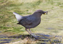 Cinclus mexicanus